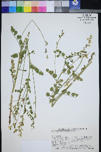 Astragalus porrectus image