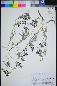 Astragalus pseudiodanthus image