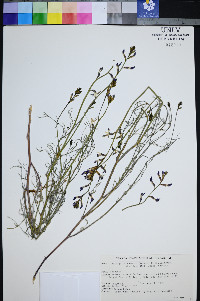 Astragalus serenoi image