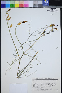Astragalus serenoi image