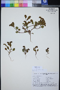 Phacelia filiae image