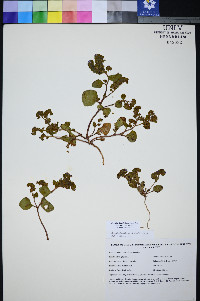Phacelia filiae image
