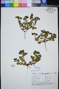 Phacelia filiae image