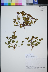Phacelia filiae image