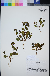 Phacelia filiae image