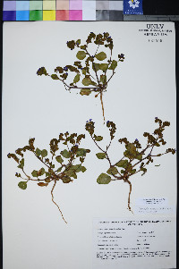 Phacelia filiae image