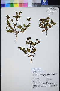 Phacelia filiae image