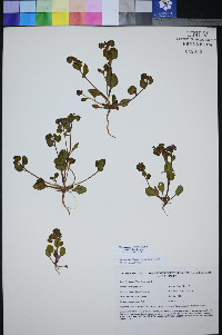 Phacelia filiae image