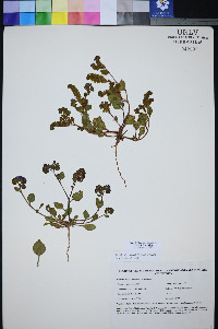 Phacelia filiae image