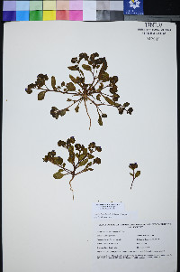 Phacelia filiae image