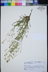 Frasera albomarginata image