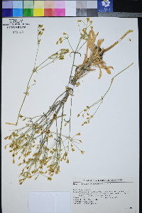 Frasera albomarginata image