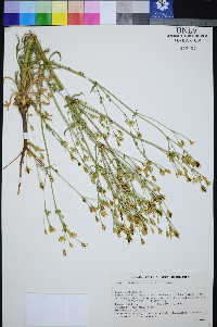 Frasera albomarginata image
