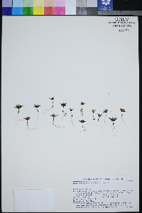 Gymnosteris parvula image