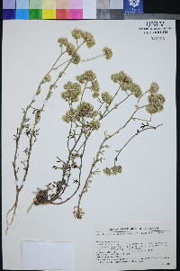 Ipomopsis congesta subsp. congesta image