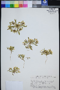 Eremothera nevadensis image