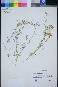 Lathyrus hitchcockianus image