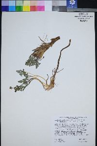 Lomatium foeniculaceum subsp. macdougalii image