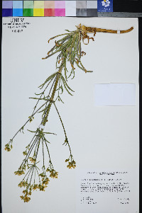 Frasera albomarginata image
