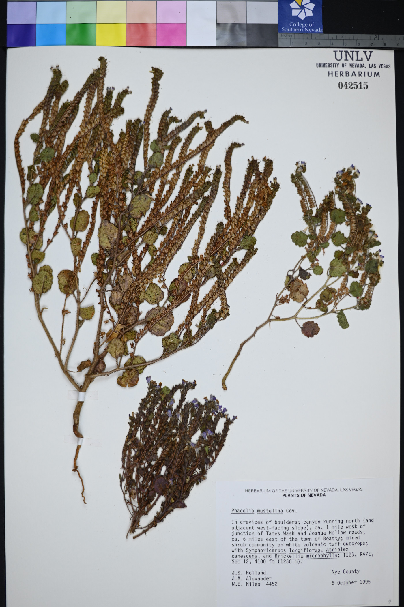 Phacelia mustelina image