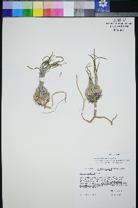 Boechera shockleyi image