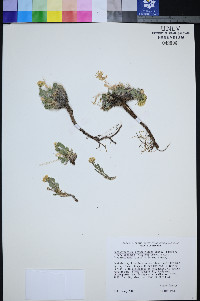 Xanthisma grindelioides var. depressum image
