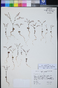 Johanneshowellia puberula image