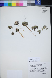 Townsendia jonesii var. tumulosa image