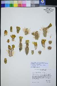 Cylindropuntia multigeniculata image