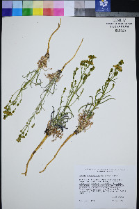 Frasera albomarginata var. albomarginata image