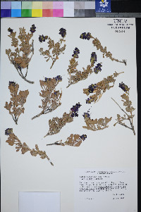 Salvia dorrii var. clokeyi image