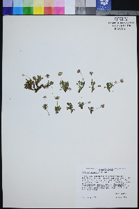 Erigeron uncialis image