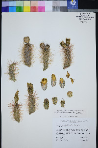 Cylindropuntia multigeniculata image
