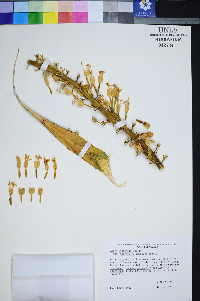 Agave utahensis var. eborispina image