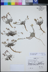 Physaria hitchcockii image