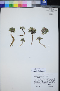 Townsendia jonesii var. tumulosa image