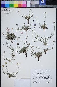 Erigeron clokeyi image