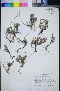 Penstemon thompsoniae var. jaegeri image