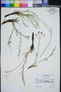 Lomatium graveolens image