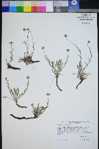 Erigeron clokeyi image