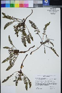Pedicularis semibarbata var. charlestonensis image