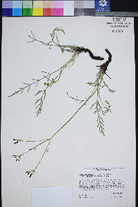 Peucedanum graveolens image