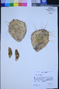Opuntia phaeacantha image