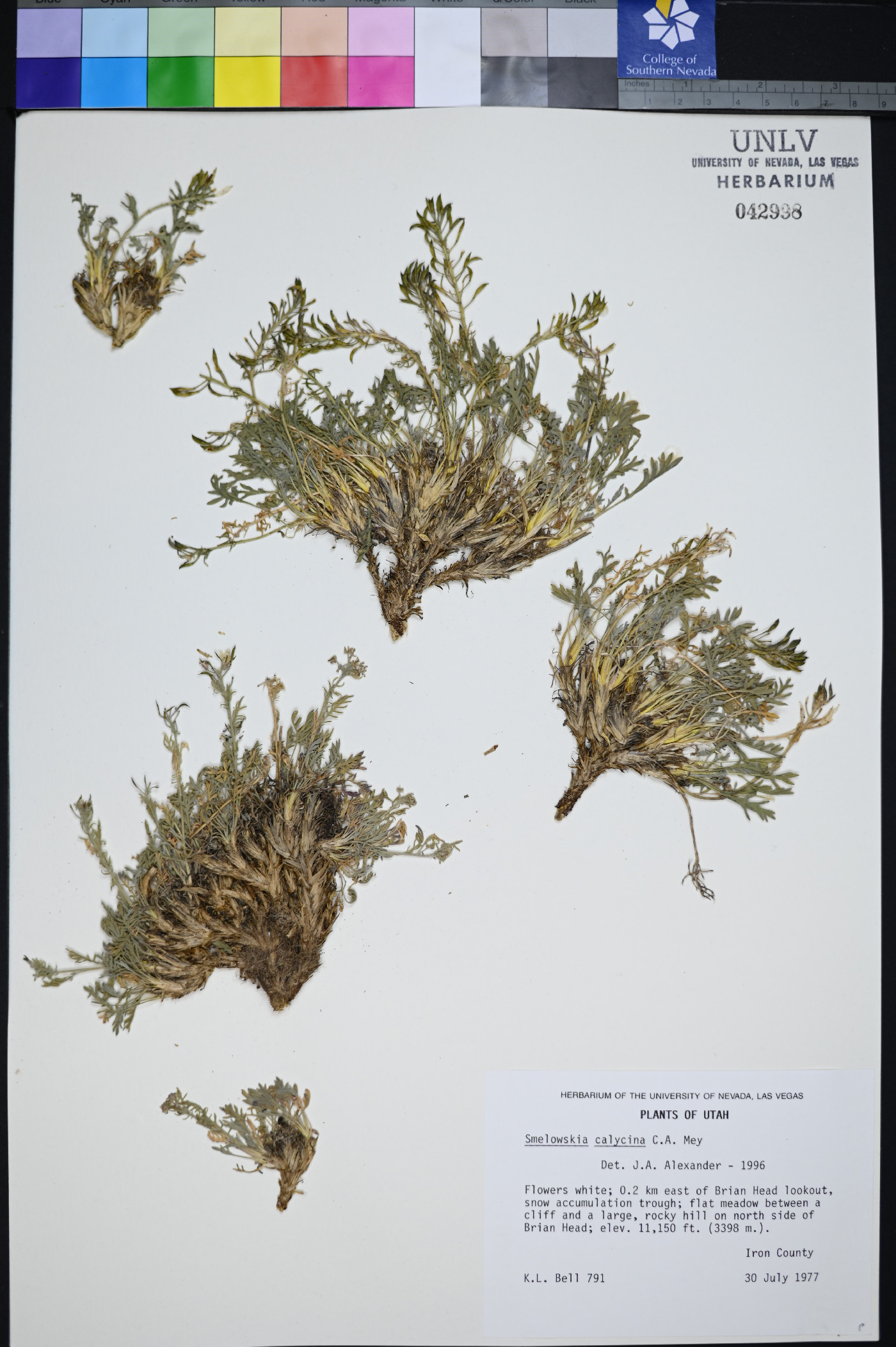 Smelowskia calycina image