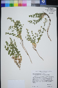 Galium hilendiae subsp. kingstonense image