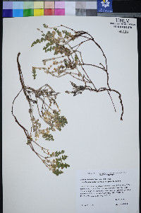 Galium hilendiae subsp. kingstonense image