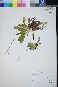 Primula specuicola image