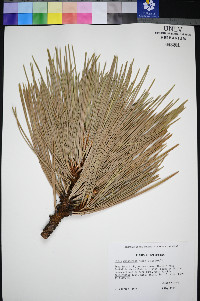 Pinus washoensis image