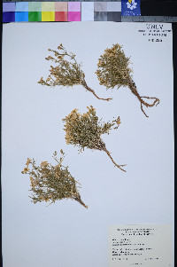 Giliastrum acerosum image
