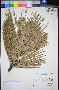 Pinus washoensis image